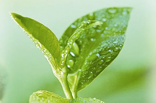 送老婆生日礼物排行榜(送老婆生日礼物推荐top榜)