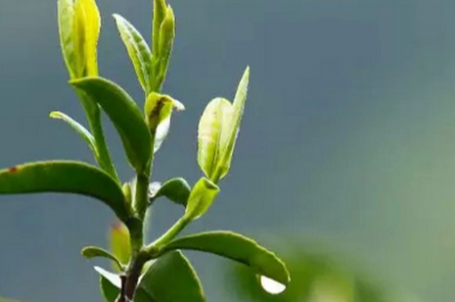 同城约app有哪些(同城约app有哪些功能)