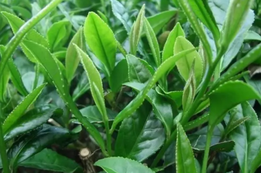 深圳多少钱的spa含有飞机-深圳Spa价格及服务介绍